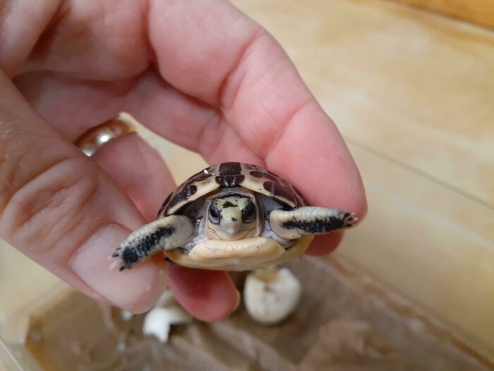 This Tiny Fellow Is The First Offspring For Some Critically Endangered Spider Tortoises From Madagascar. His Genetics Are Important, And He Is So Cute!