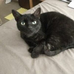 chrislcaughey avatar