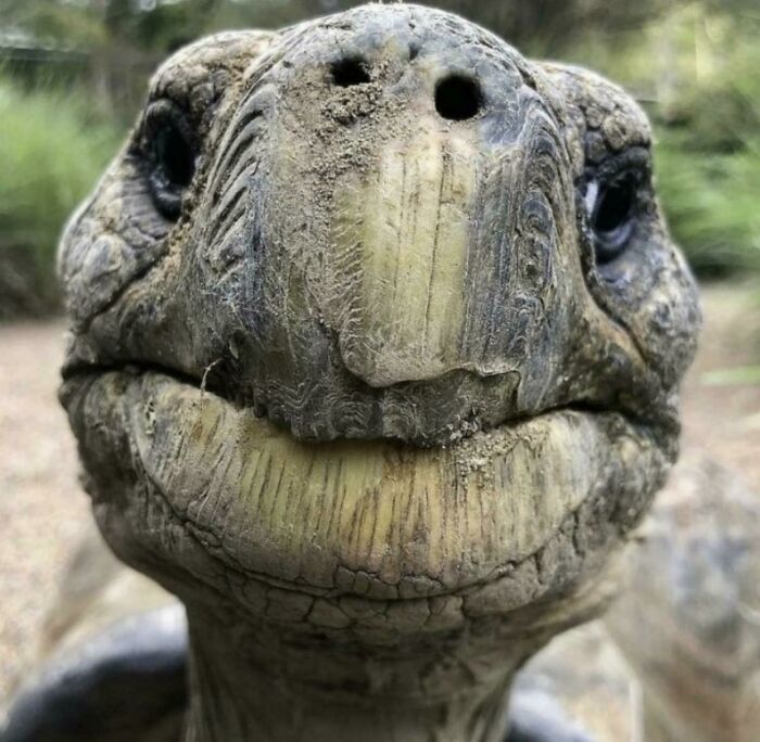 El rostro de una tortuga de 100 años