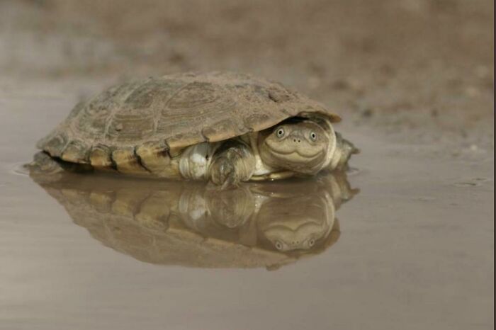 What An African Helmeted Turtle Looks Like
