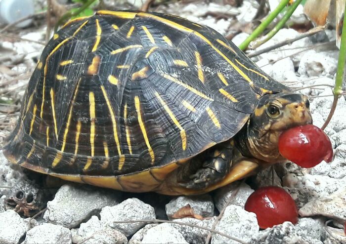 This Happy Looking Turtle Visits On Occassion. Gave It A Grape For Being So Cute. Calling It Danklin For Now