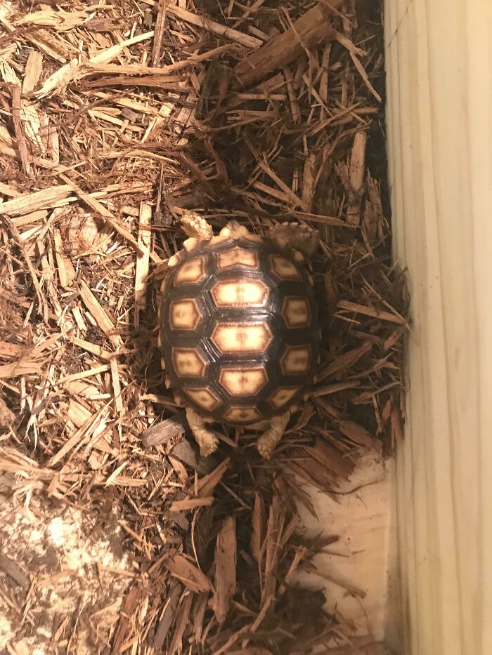 My Cute Baby Sulcata Tortoise Sleeping With Its Itty Bitty Feet Outstretched