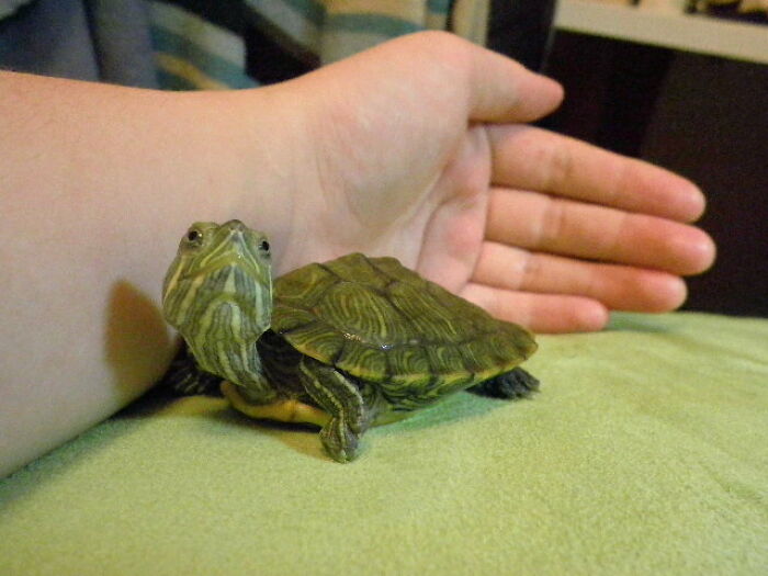 Found A Picture Of My Old Turtle... Forgot How Cute He Was