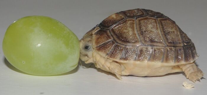 Cute Grape With A Turtle For Scale