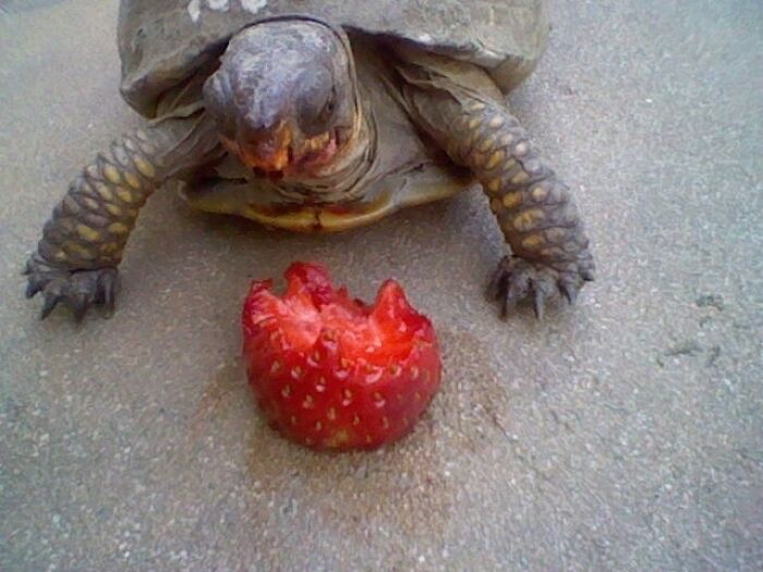 Tucker The Turtle Eating A Juicy Strawberry Turtles May Not Be A Cat Or Dog But He Is Amazing And Cute To Me