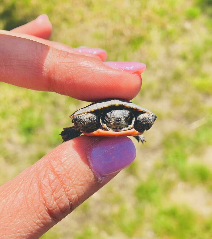 Well, Here Is A Grumpy, Baby Box Turtle I Found