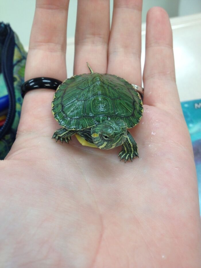 Turtles Can Be Cute Too Right?