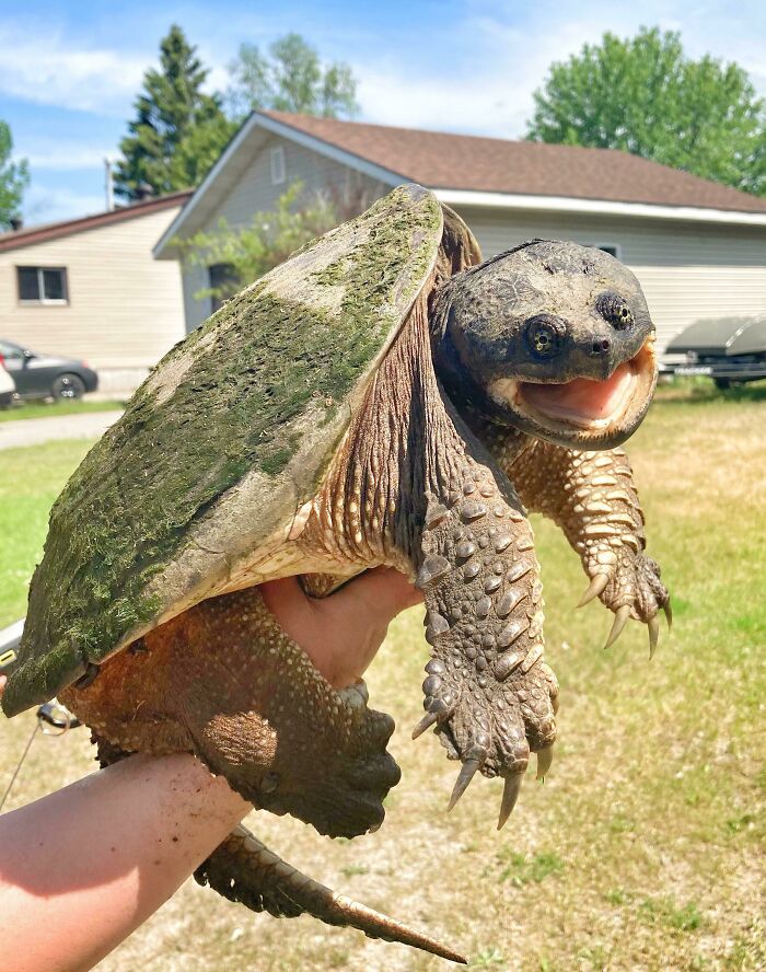 I Hope I’m Not The Only One Who Finds This Little Snapping Turtle We Found In Our Neighbours Garden Today Cute As All Hell?
