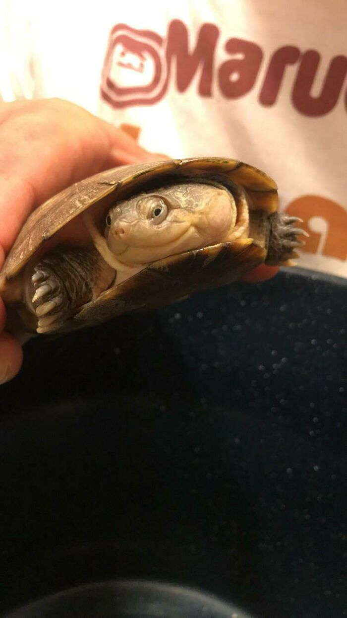 Turtles Can Be Cute, Too