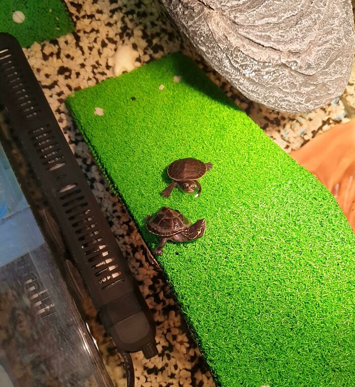 Got A Pink Bellied Turtle To Accompany My Common Musk A Couple Days Ago. First Time I See Them Together