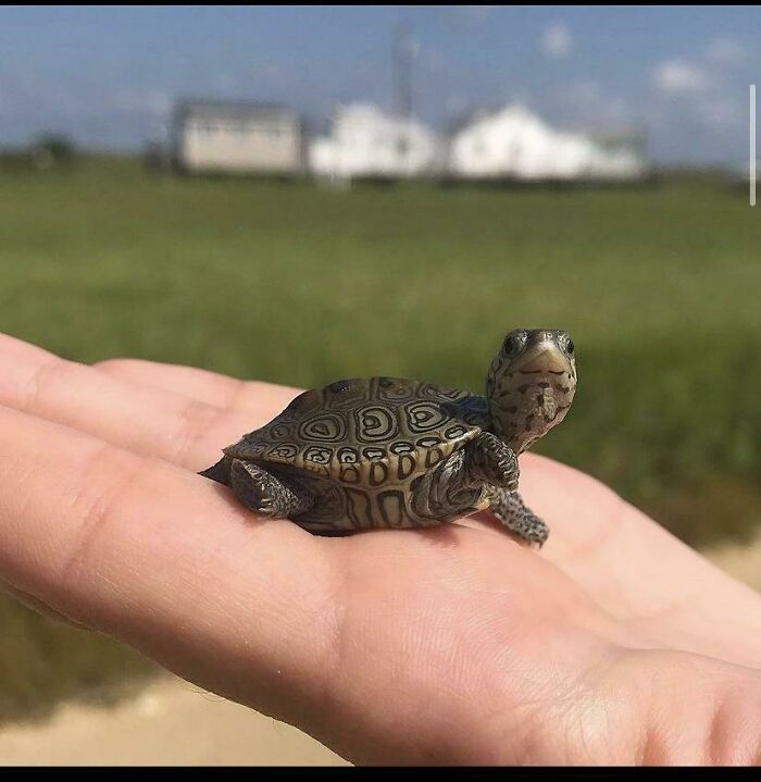 Diamond Back Terrapin Baby Turtle