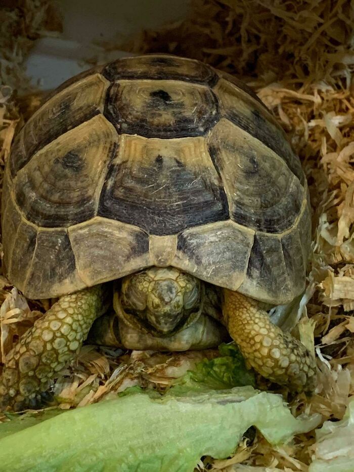 Cute Turtle Sleeping