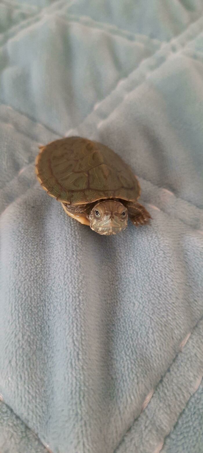 Just Got This Turtle For My Birthday, He Looks Soo Cute