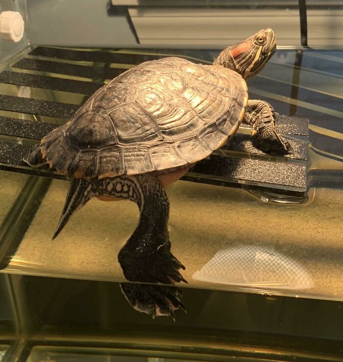 My Turtle Sometimes Dips A Foot In The Water When Basking, So Cute!