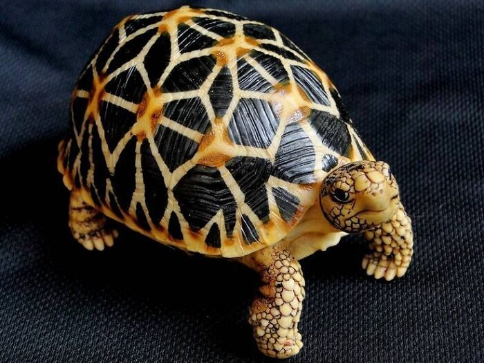 The Burmese Star Tortoise, Named For Its Star Patterned Shell, Is Returning From Near Extinction