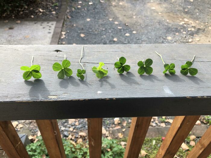 I Just Found 8 Four-Leaf Clovers In One Patch