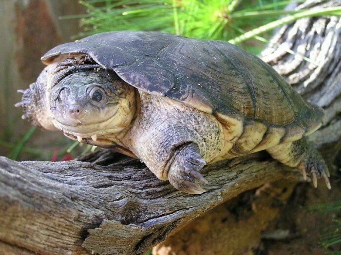 The African Helmeted Turtle, Also Known Commonly As The Marsh Terrapin, The Crocodile Turtle, Or In The Pet Trade As The African Side-Necked Turtle