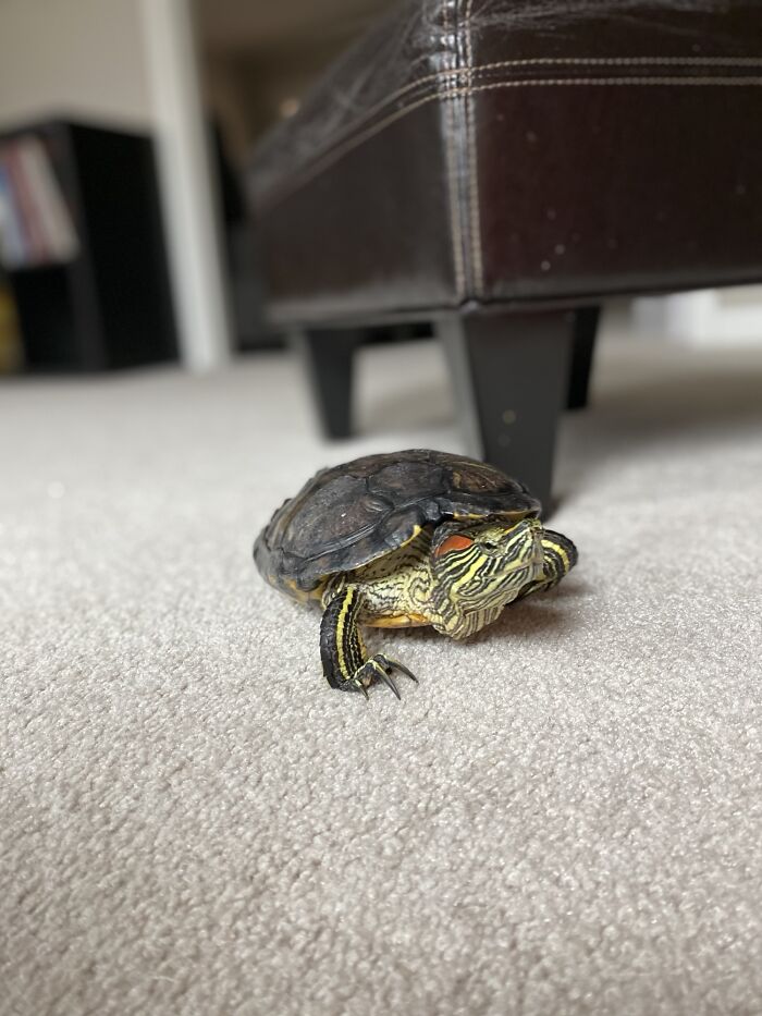 I'm A 40 Y/O Man And I've Had My Pet Turtle Since I Was 11. This Is Slider