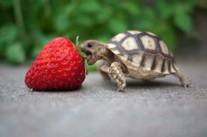 Hello Baby Turtle, Are You Hungry?