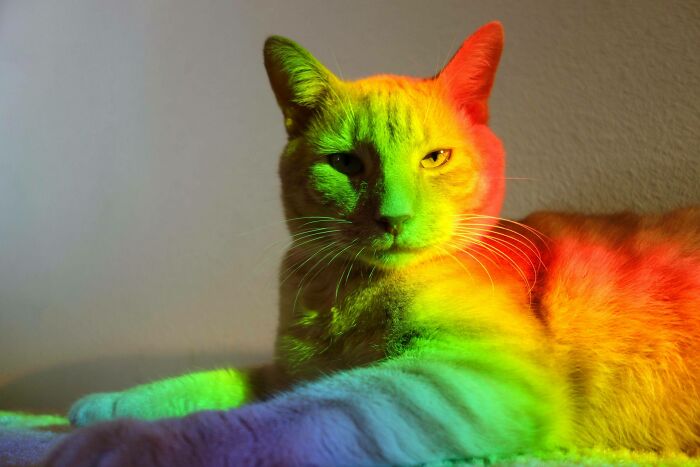A Section Of My Fish Tank Broke Yesterday, Causing A Corner Of My House To Be Lit Up By Rainbow Colors. My Cat Bailey Decided To Sit In That Corner And Became....rainbow Cat.