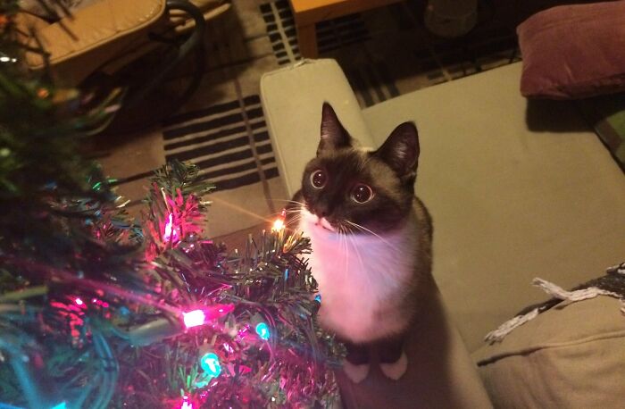 Cada año mi gato se olvida de lo que es un árbol de Navidad y vuelve a descubrir la maravilla