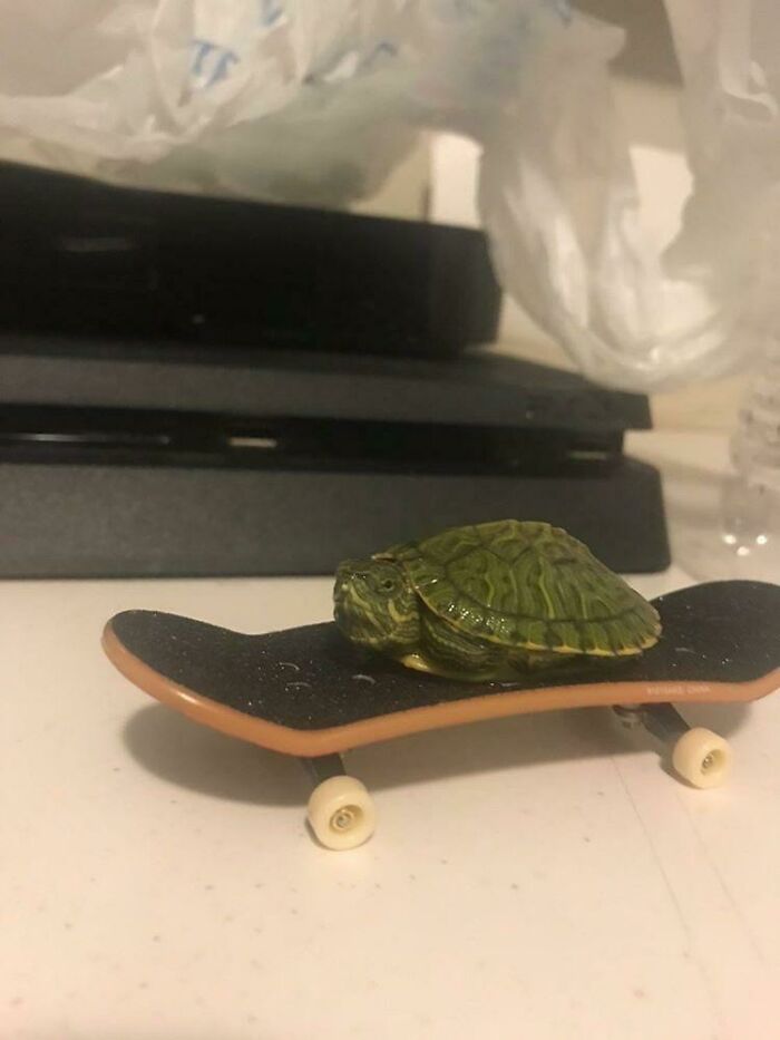 Is My Turtle Cool Looking?