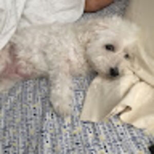 aileenvicencio avatar