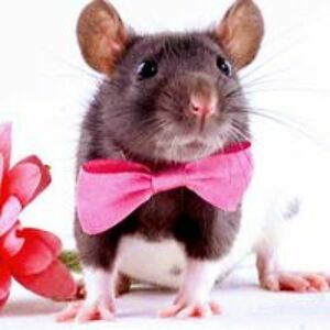 winifred_whiggzbee avatar