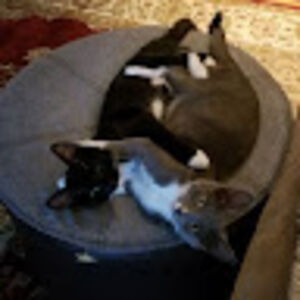 sarahjanedalley avatar