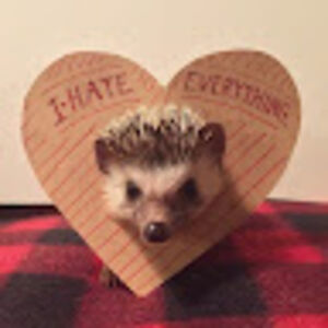 thesilverhedgehog avatar