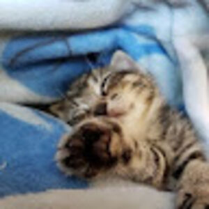 lisarussell_1 avatar