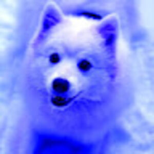 wolfygachastudios avatar