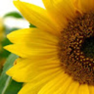 aroadlesstraveled avatar