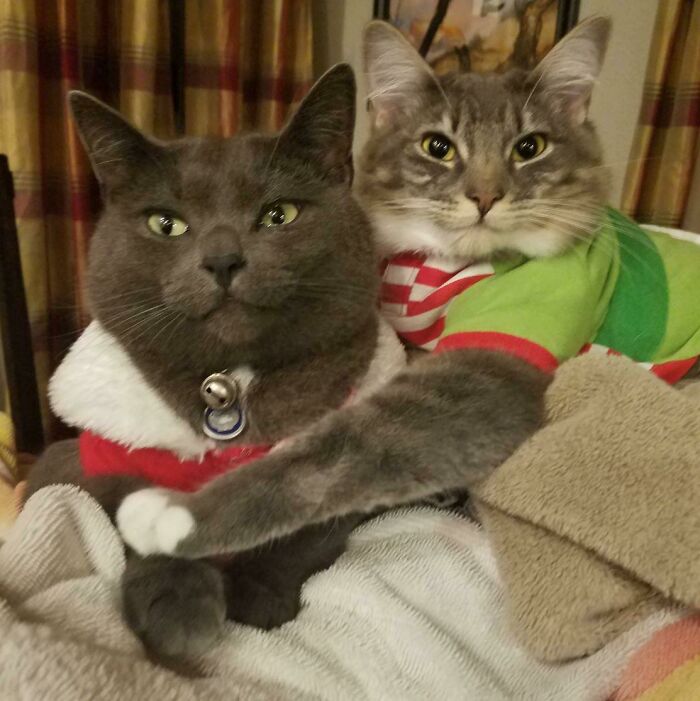 It's Still The Best Christmas Pic I Have Of Them