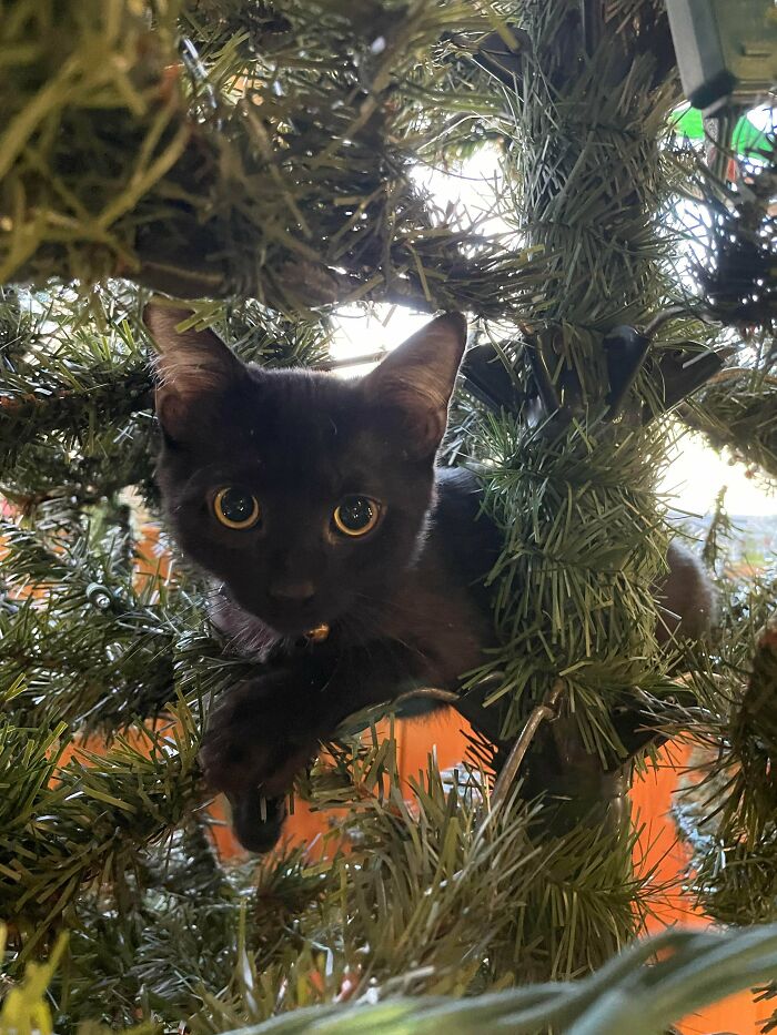 Pumpkin Is Glad We Put Up A Christmas Tree For Him To Climb