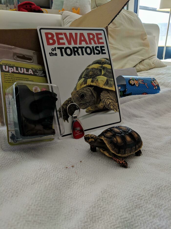 Beware Of The Tortoise