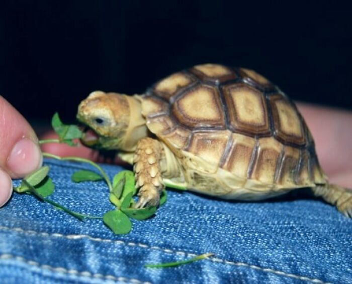 I Hear You Like Cute Things. Here's Our Baby Sulcata Tortoise, Koopa
