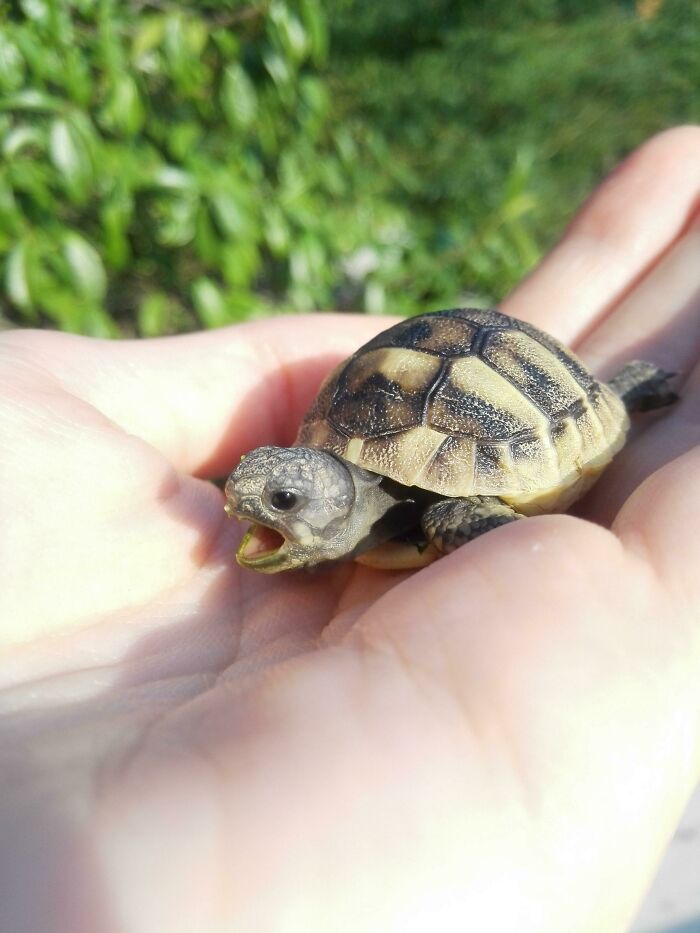 My 1 Day Old Tortoise Caught Mid-Yawn