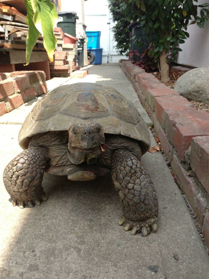 My Uncle's 56 Year Old Tortoise He Inherited From My Grandparents