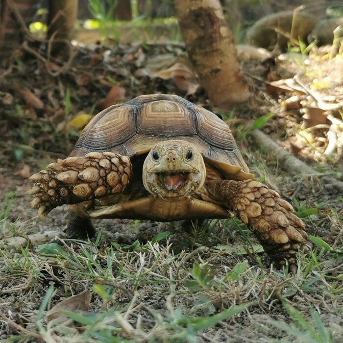 My Pet Tortoise Smiled At Me