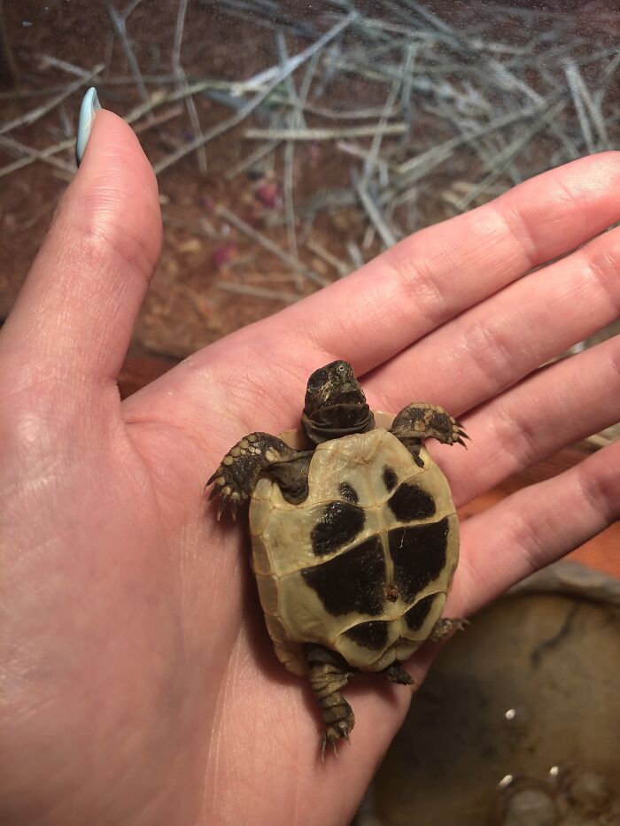 Baby Herman’s Tortoise