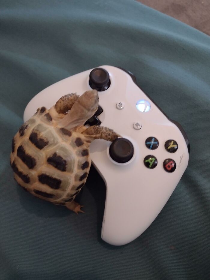 My Russian Gaming Tortoise