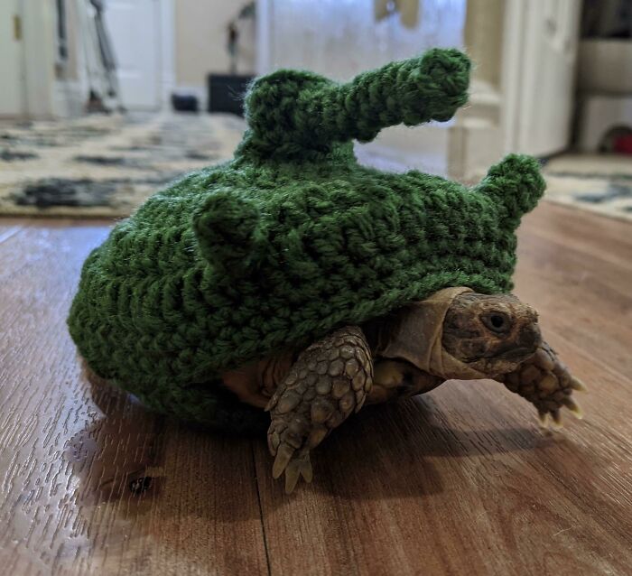 Le he hecho un jersey en forma de tanque a la tortuga. Ahora es Frank el Tanque