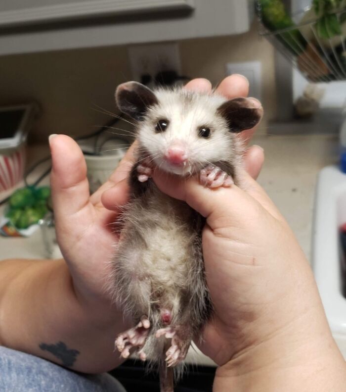 Found A Baby Possum. Took It To A Wildlife Rehabilitator. She Sent Me This Picture After She Cleaned Him Up