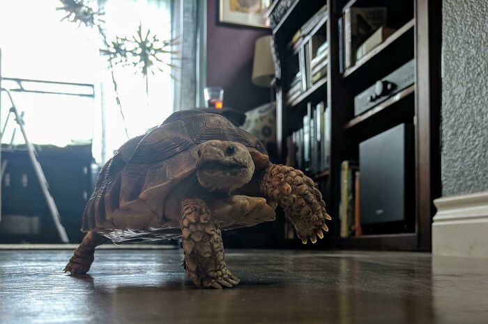 My Tortoise Going On His Daily Prowl