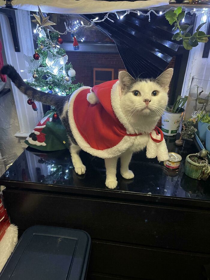 After Wanting A Cat My Whole Life, I Took In This Little Guy And I Present You Oreo’s First Christmas