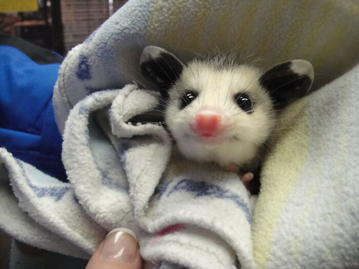 Correcting The Injustice Of The Lack Of Baby Possums