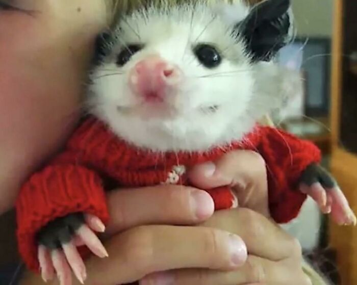 A Cute Possum In Hopes Of Brightening Up Your Day A Lil Bit
