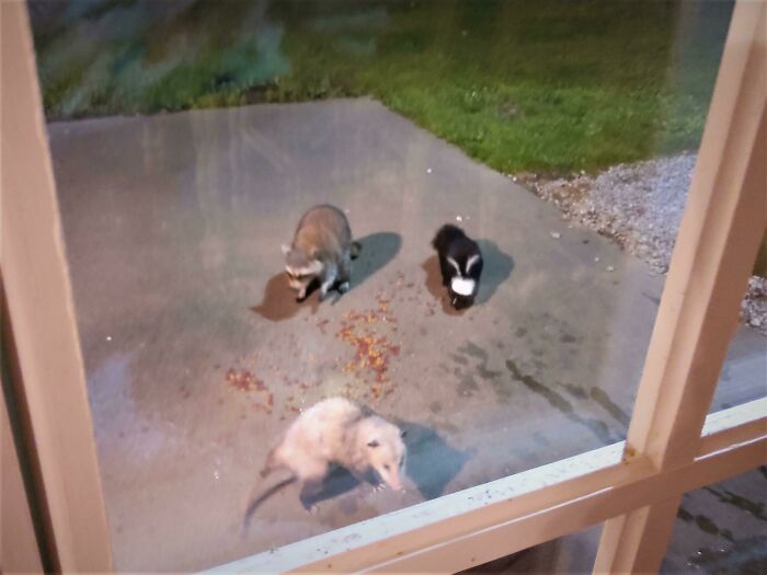 A Possum, Skunk, And Raccoon All Having Dinner Together! Apparently, There Was A Fox At One Point As Well! My Colleague's Sister Took This Photo From Her Back Yard