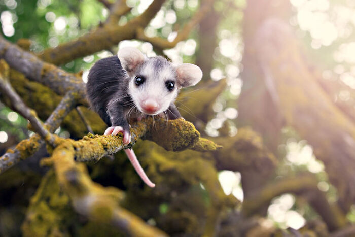 It's My Cake Day. Here's A Baby Possum